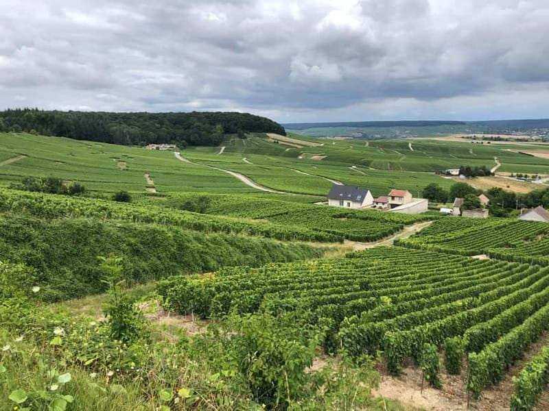 Authentic Champagne Tour: 3 vineyards, 10 Tastings & Lunch - Stop 1: Cellars and guided tasting at a family winery or cooperative