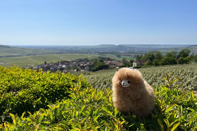 Burgundy Wine & Cheese Tasting Private Day Trip 15 glasses - Price and value: $1,553.31 for up to 2, with tastings built in
