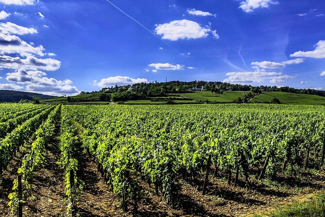 Chablis 20 Exquisite Wines Tasting Trip in Small-Group from Paris - Lunch in Chablis village: you control the pace