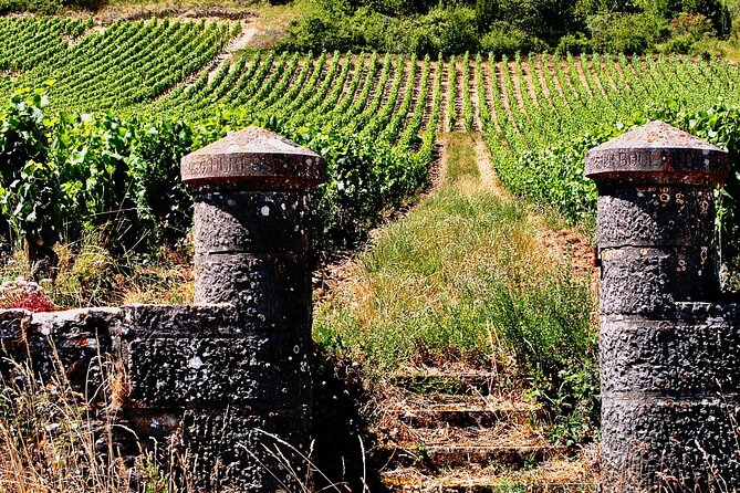 Chablis 20 Exquisite Wines Tasting Trip in Small-Group from Paris - Maison Régnard: guided classification and cellar time