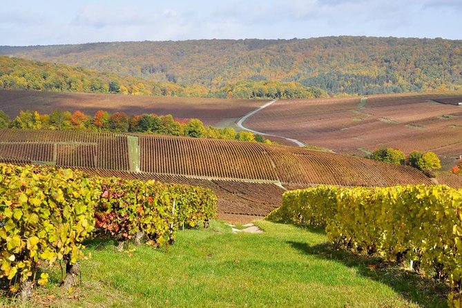 Champagne Area Small-Group Tour including a Top Champagne house & Family Winery - Key highlights worth clocking before you go