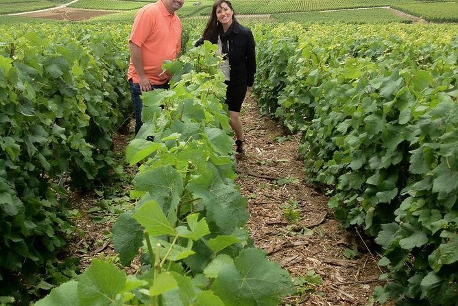 Champagne Area Small-Group Tour including a Top Champagne house & Family Winery - Moët & Chandon in Epernay: chalk tunnels and classic Champagne spectacle