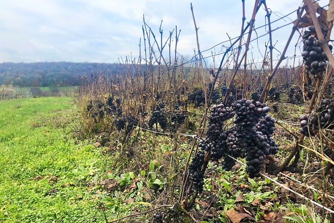 Champagne Area Small-Group Tour including a Top Champagne house & Family Winery - Hautvillers and Dom Pérignon: the stop that adds meaning