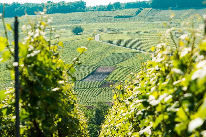 Champagne Day Trip with 6 Tastings, Reims and Winery from Paris - Stop 2: Nicolas Feuillatte visit—3 glasses and a bigger-house perspective