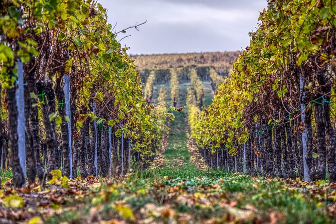 Champagne Private VIP Wine Day Trip with Michelin Lunch - Vineyard Time Between Reims and Champagne Views