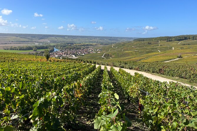 Champagne Tour: 3 family estates, 10 Tastings & Lunch - Lunch + Cellars: The Weather Reality of Champagne Caves