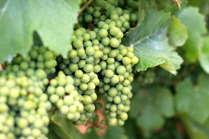 Champagne VIP Day Trip from Paris With Local PRIVATE Wine Expert Guide - Montagne de Reims Artisan Winery: Six Champagnes and Cellar Time