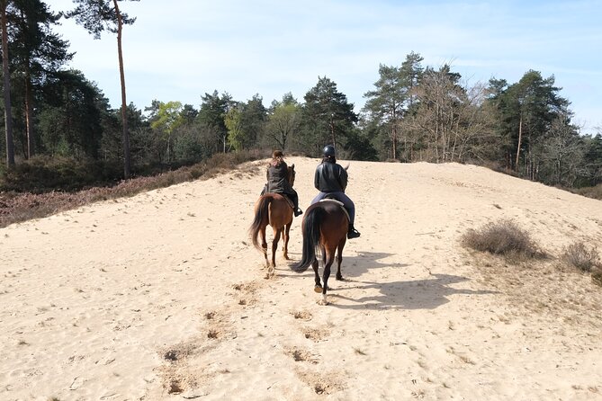Day Trip to Fontainebleau : Horse Riding, Gastronomy and Castle - Château de Fontainebleau: royal power, hunting estates, and gardens