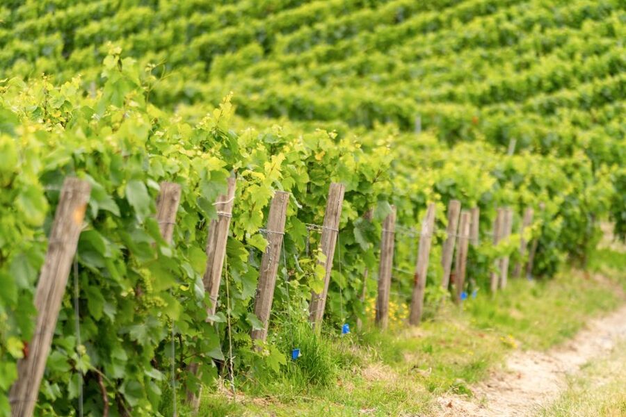 From Paris: Day Trip to Champagne with 8 Tastings & Lunch - The second producer visit: family estate or cooperative, and why it matters