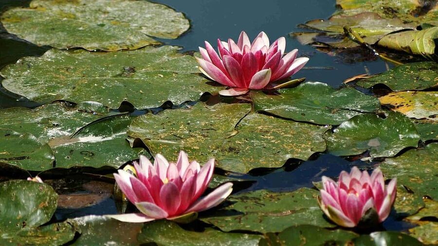 From Paris: Giverny Monet’s House & Gardens Half-Day Tour - Water garden and the Japanese bridge: the lily pond views you came for