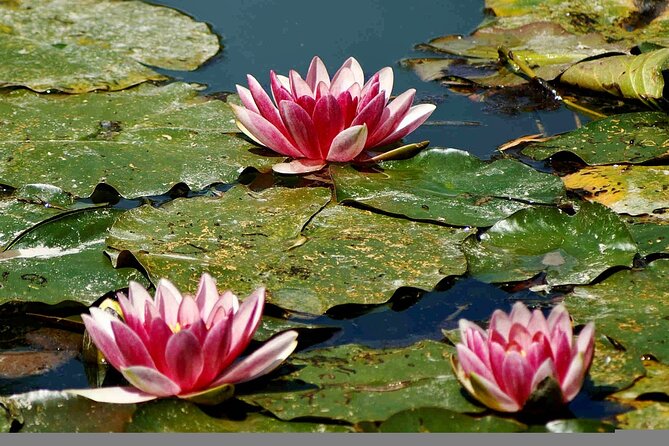 Giverny Half-Day Small-Group Tour from Paris – Max 7 Guests - Timing and value: does 6.5 hours justify $180.23?