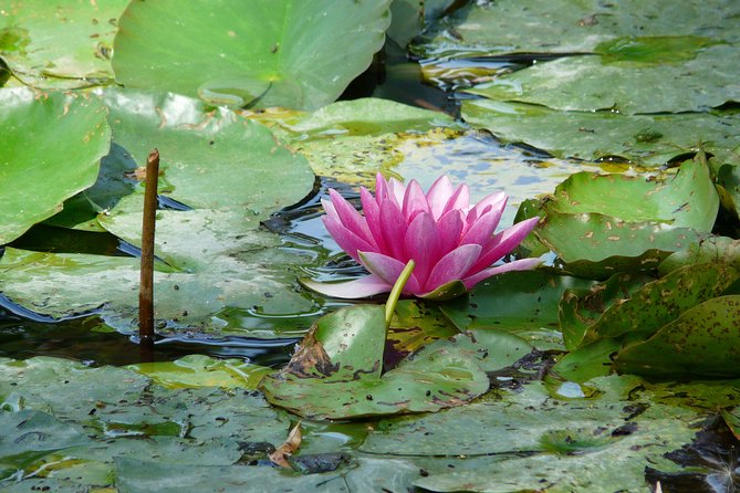 Giverny & Monet's House Audio Guided Half-day Tour from Paris - Round-Trip Value: Why $102.30 Can Make Sense (and When It Doesn’t)