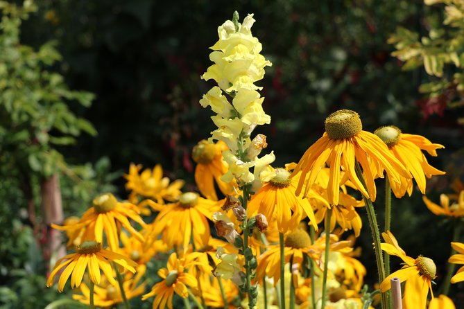 Giverny Private Half-Day Trip including Claude Monet' Gardens & House from Paris - Giverny Village Free Time: Flowery Houses and a Short Taste of Town Life