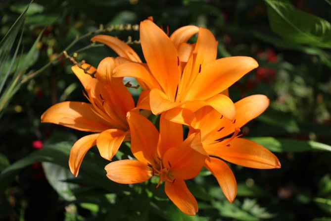 Giverny Private Half-Day Trip including Claude Monet' Gardens & House from Paris - Private Logistics That Actually Matter (Pickup, Priority Entry, Mobile Ticket)