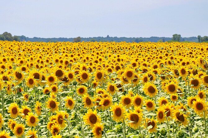 Loire Valley Day Trip from Paris with Small Group - What Anjali’s guidance adds to the day