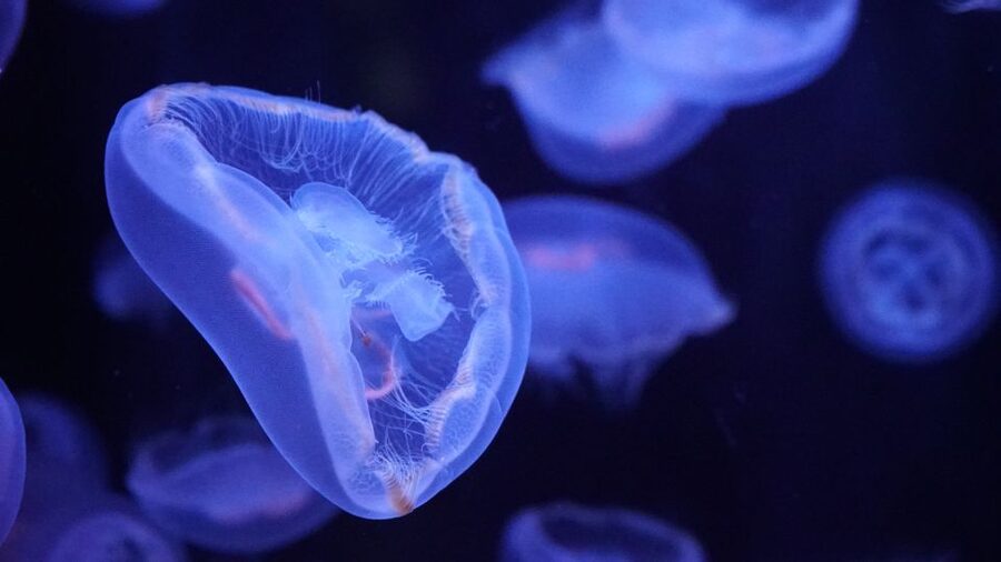 Paris: Aquarium de Paris Entrance Ticket - Practical tips that make the visit smoother