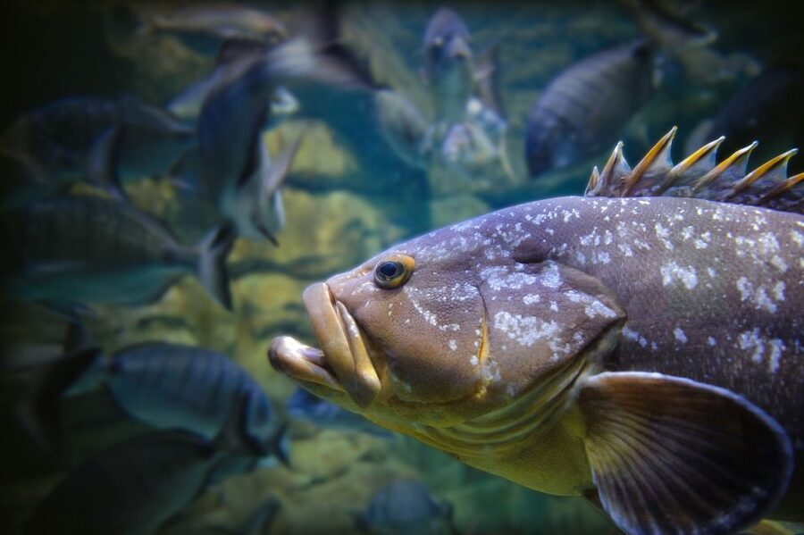Paris: Aquarium de Paris Entrance Ticket - Workshops and the daily interactive program: how to use the time well