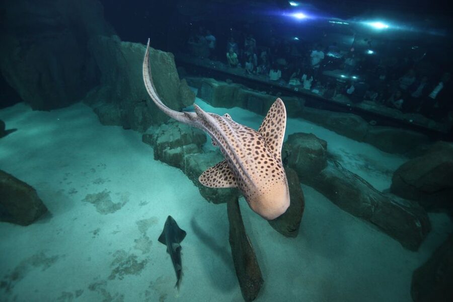Paris: Aquarium de Paris Entrance Ticket - How long this really takes: 29 minutes vs a 1–4 hour visit
