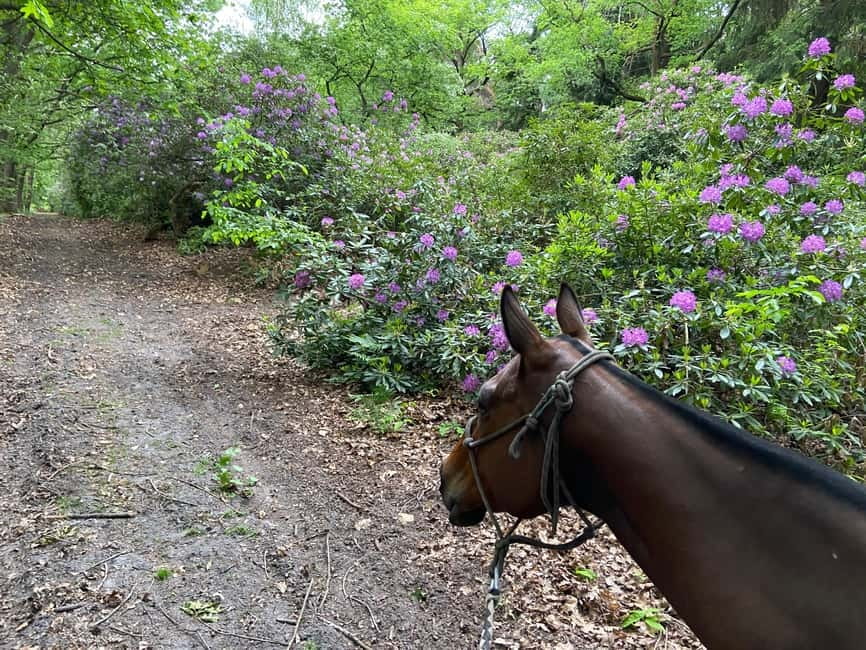 Paris: Aumont-en-Halatte Horseback Riding Tour - The 2-Hour Flow: What Happens From Check-In to Return
