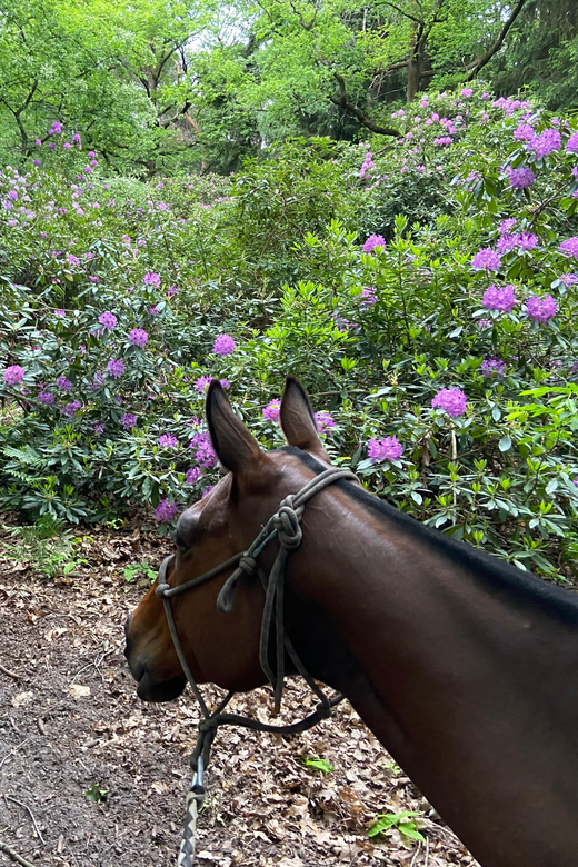 Paris: Aumont-en-Halatte Horseback Riding Tour - Wildlife Viewing Chances Without the Fantasy Expectations