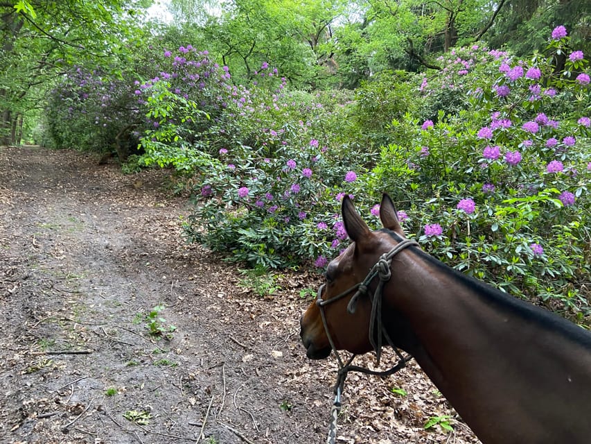 Paris: Aumont-en-Halatte Horseback Riding Tour - Meeting at La Horse Club (Green Gate) and the Address Confusion