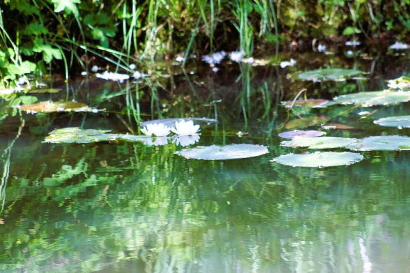 Paris: Giverny Gardens Day Trip with Professional Tour Guide - Should you book this Paris to Giverny day trip?