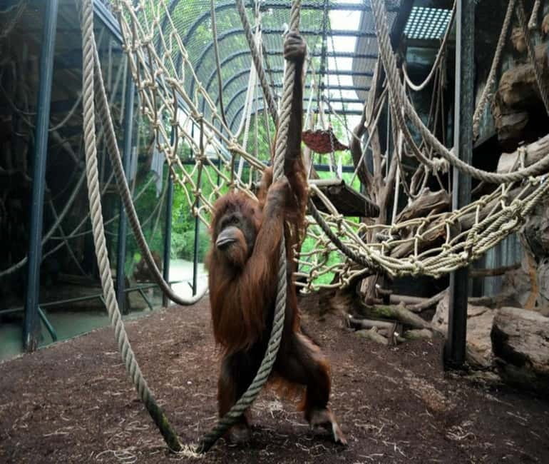 Paris: Ménagerie Zoo of Jardin des Plantes Entrance Ticket - Key things I think you’ll notice right away