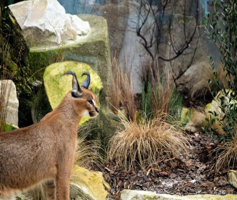 Paris: Ménagerie Zoo of Jardin des Plantes Entrance Ticket - What your $15 admission is really buying you