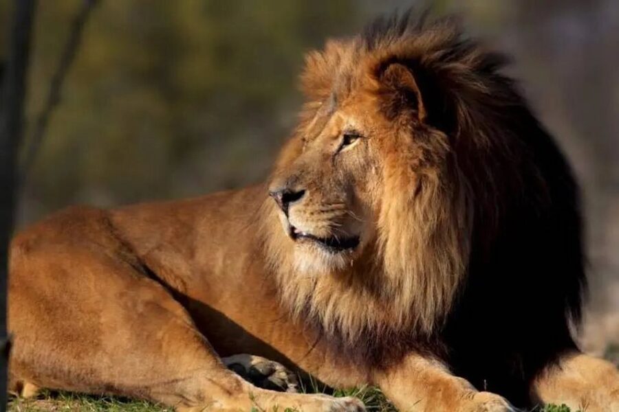 Paris: Paris Zoological Park Entrance Ticket - Key Highlights at a Glance