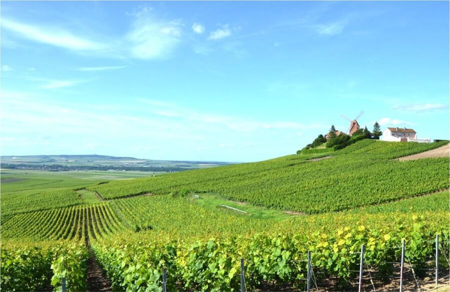 Paris: Private Day Trip to Champagne with 8 Tastings & Lunch - The masterclass: turning tastings into real understanding