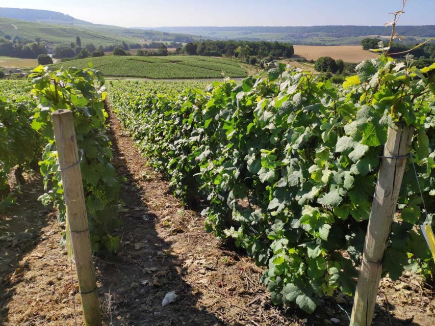 Paris: Private Epernay Trip with Champagne Vineyard Tastings - The grave of the father of Champagne: history you can walk to