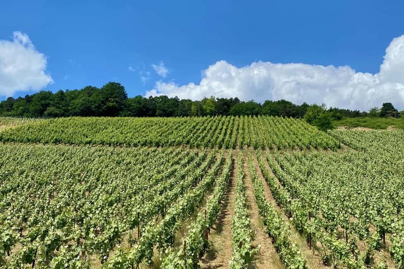 Paris: Ruinart and Veuve Clicquot Champagne Tour by Mercedes - Tips to get the most out of the day