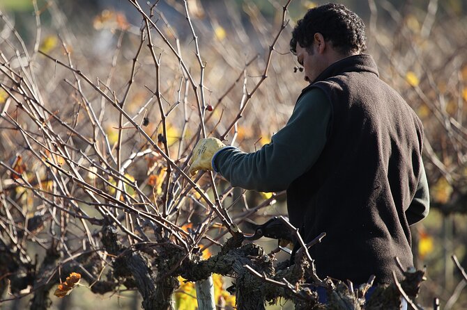 Private Champagne Day Trip - Two Vineyards of Reims & Lunch - Reims on Foot: Monuments, WWII Context, and the Cathedral Hit