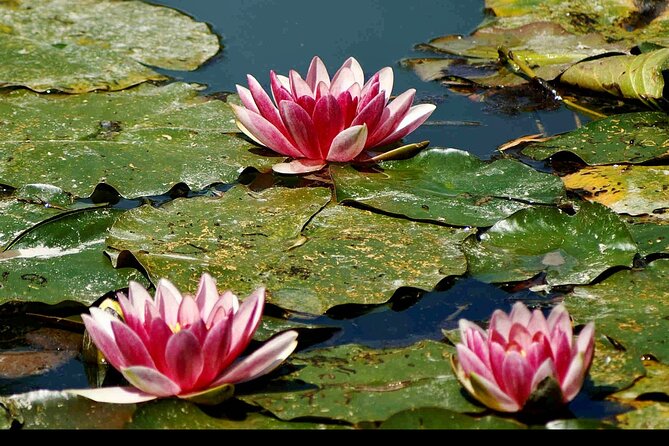 Private Giverny Monet’s House & Gardens Half-Day Tour from Paris - The Morning Plan (09:15–11:00): What You’ll Actually Do