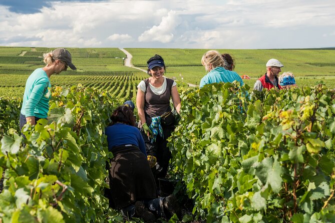 Private tour of the Champagne area, meet local producers and taste their Champagne, start from your hotel in Paris. - Avenue de Champagne: where the famous brands earn their name