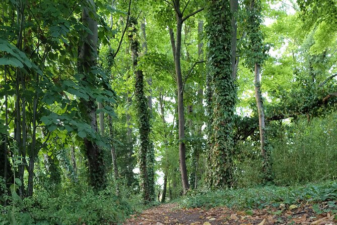 Roots the Path of the Last Table - The symbolic walk upward: trail time with meaning