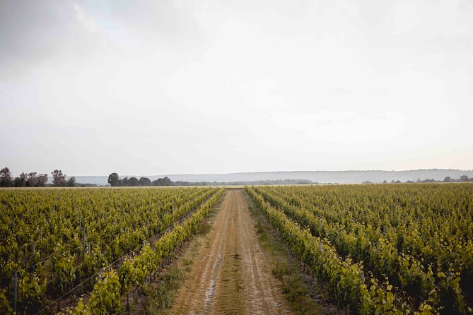 Vineyard tour and wine tasting in Davron - Key highlights to know before you go