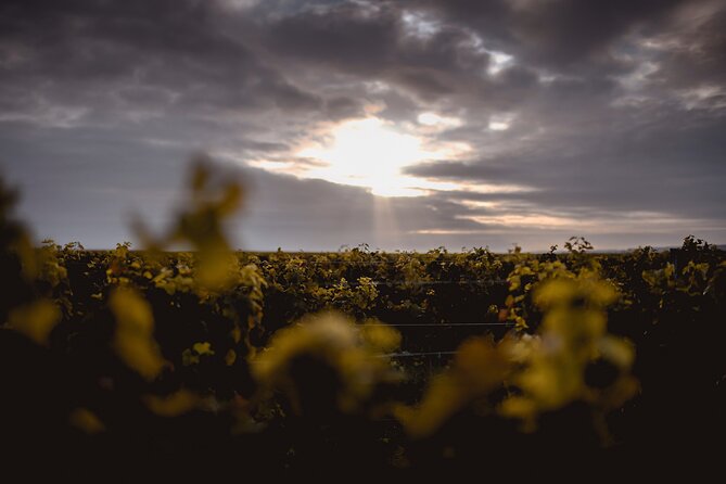 Vineyard tour and wine tasting in Davron - Domaine La Bouche du Roi and why Davron feels special