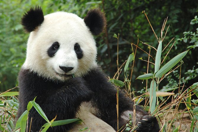 Zoo Of Beauval - Private Trip - Door-to-door pickup in Paris: where this saves real time