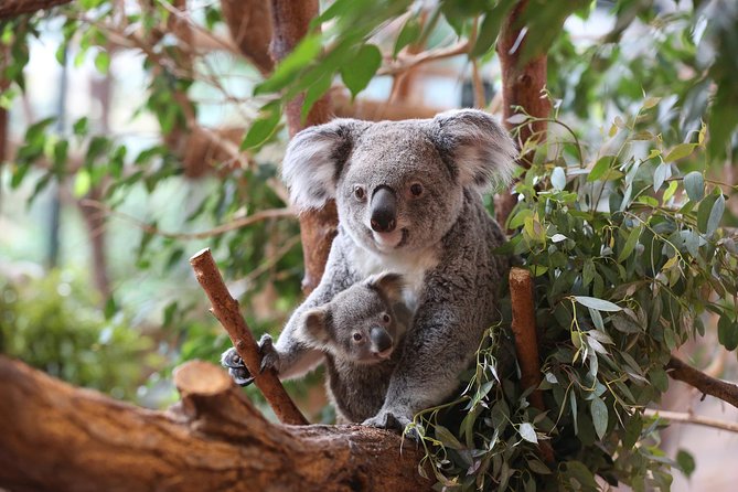 Zoo Of Beauval - Private Trip - Crafting your own multi-stop plan with a chauffeur