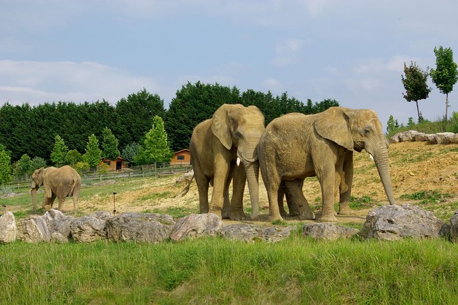 Zoo Of Beauval - Private Trip - Language and comfort: what to expect from the chauffeur