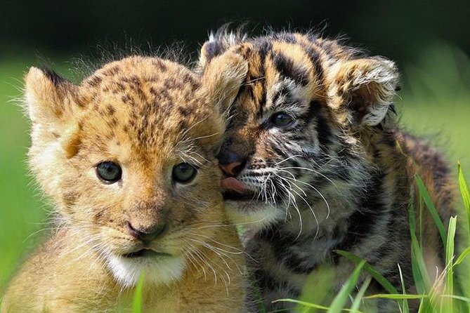 Zoo Of Beauval - Private Trip - Price and value: when $1,541.25 per group makes sense