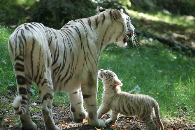 Zoo Of Beauval - Private Trip - Who this private Beauval trip suits best (and who should rethink it)