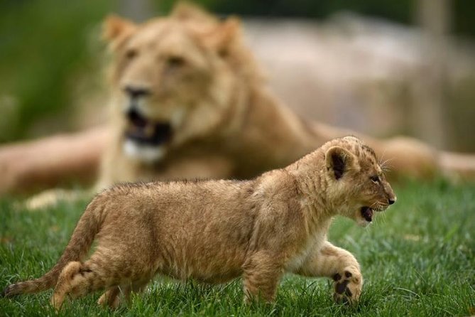 Zoo Of Beauval - Private Trip - ZooParc de Beauval itself: admission isn’t included, so budget early